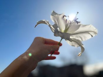 Cropped hand holding flower