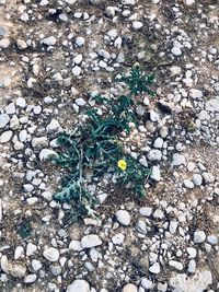 High angle view of flowering plant on rocks