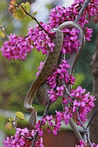 Close-up of snake on tree