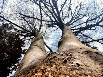 Low angle view of bare tree