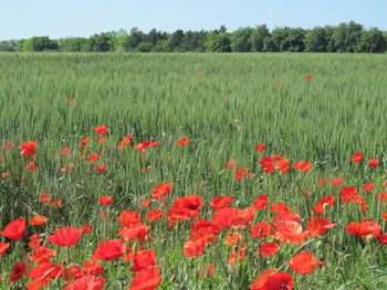 Red poppy flowers growing in field