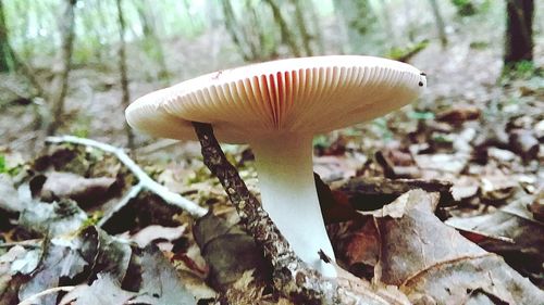 Close-up of mushroom growing on land