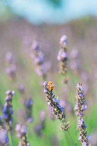 Close-up of bee pollinating on lavender