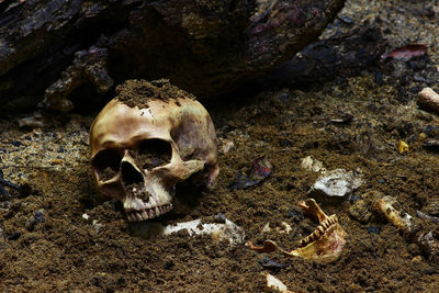 Close-up of animal skull