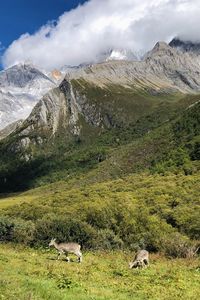 Scenic view of landscape