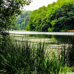 Scenic view of lake in forest