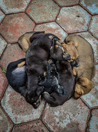 High angle view of dog sleeping on tiled floor