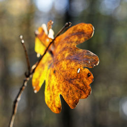 Close-up of dried autumn leaf