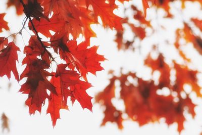 Low angle view of leaves on tree