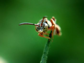 Close-up of insect