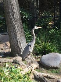 High angle view of gray heron perching on tree