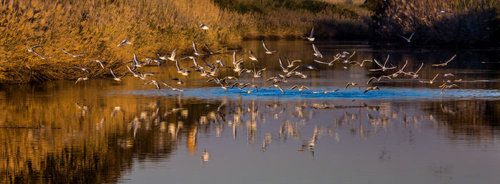 Reflection of birds in lake