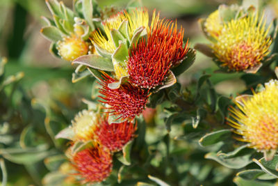 Close-up of red flowering plant