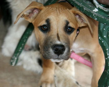 Close-up portrait of dog