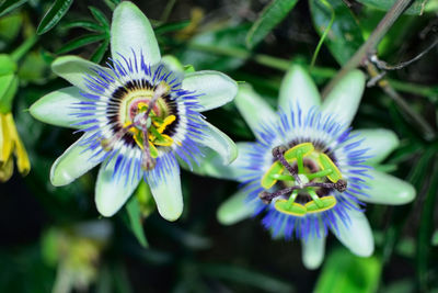 Close-up of purple flower