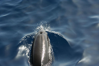 High angle view of dolphin swimming in sea