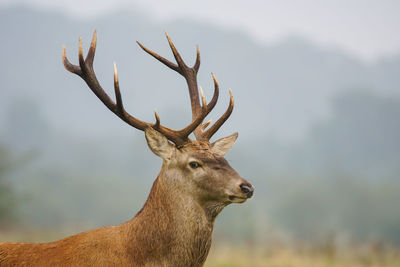 Close-up of deer