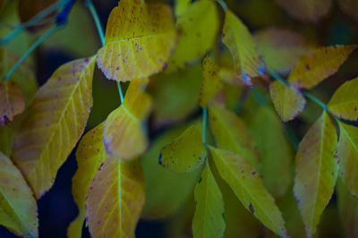 Full frame shot of yellow leaves