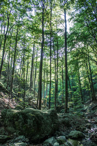 Trees in forest