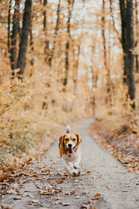 Portrait of dog running on street