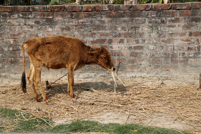 Cattle grazing in village kumrokhali, west bengal, india