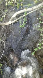 Close-up of water flowing in forest