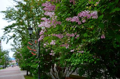 Flowers on tree