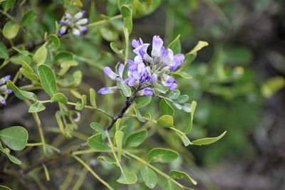 Close-up of purple flowering plant