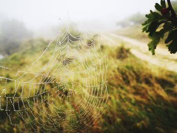 Close-up of wet spider web