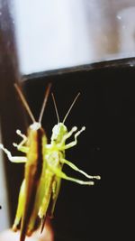 Close-up of insect on plant