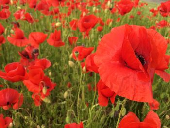 Close-up of red poppy flowers blooming in field