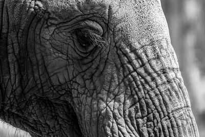 Close-up of elephant