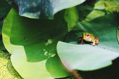 Close-up of spider on plant