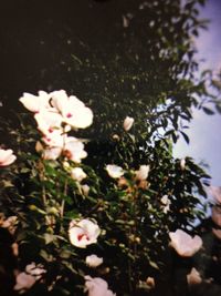 Close-up of white flowers