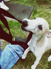 Dog looking away on field