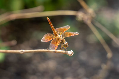Close-up of a butterfly