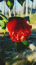 Close-up of red flower blooming outdoors