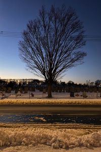 Bare tree on field against clear sky