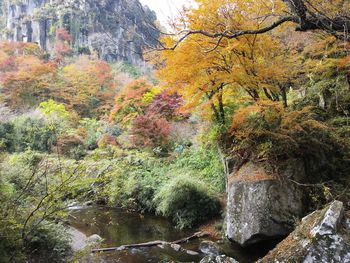 Scenic view of stream in forest during autumn