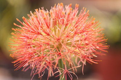 Flowers and plants have the effect of healing people's hearts