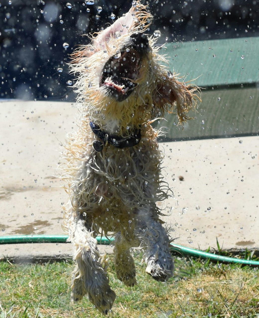 animal themes, one animal, water, wet, domestic animals, dog, mammal, pets, day, outdoors, nature, field, street, no people, animals in the wild, sunlight, road, full length, wildlife, close-up