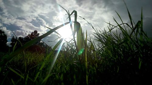 Plants on grassy field against cloudy sky