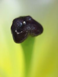 Close-up of insect on plant