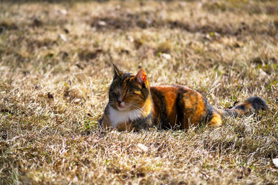 Cat lying on field