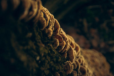 Close-up of rope on tree trunk