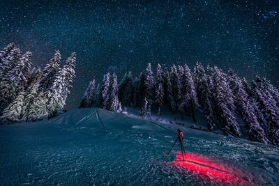 View of stars over forest at night