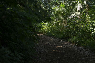 Footpath amidst trees in forest