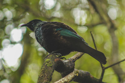 Close-up of bird perching on branch