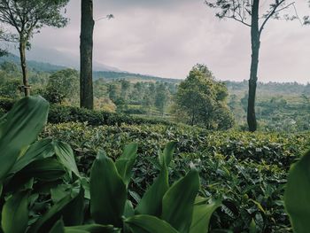 Plants growing on field