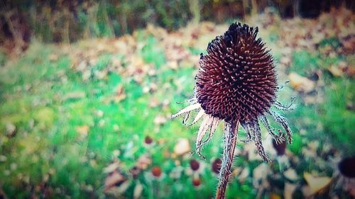 Close-up of dandelion